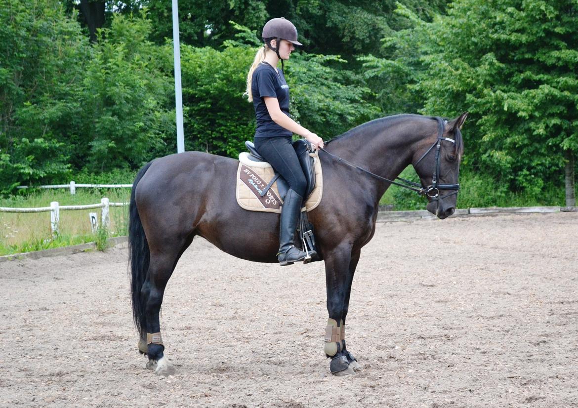 Anden særlig race Lady Gaga billede 13