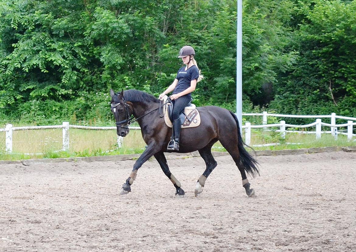 Anden særlig race Lady Gaga billede 14