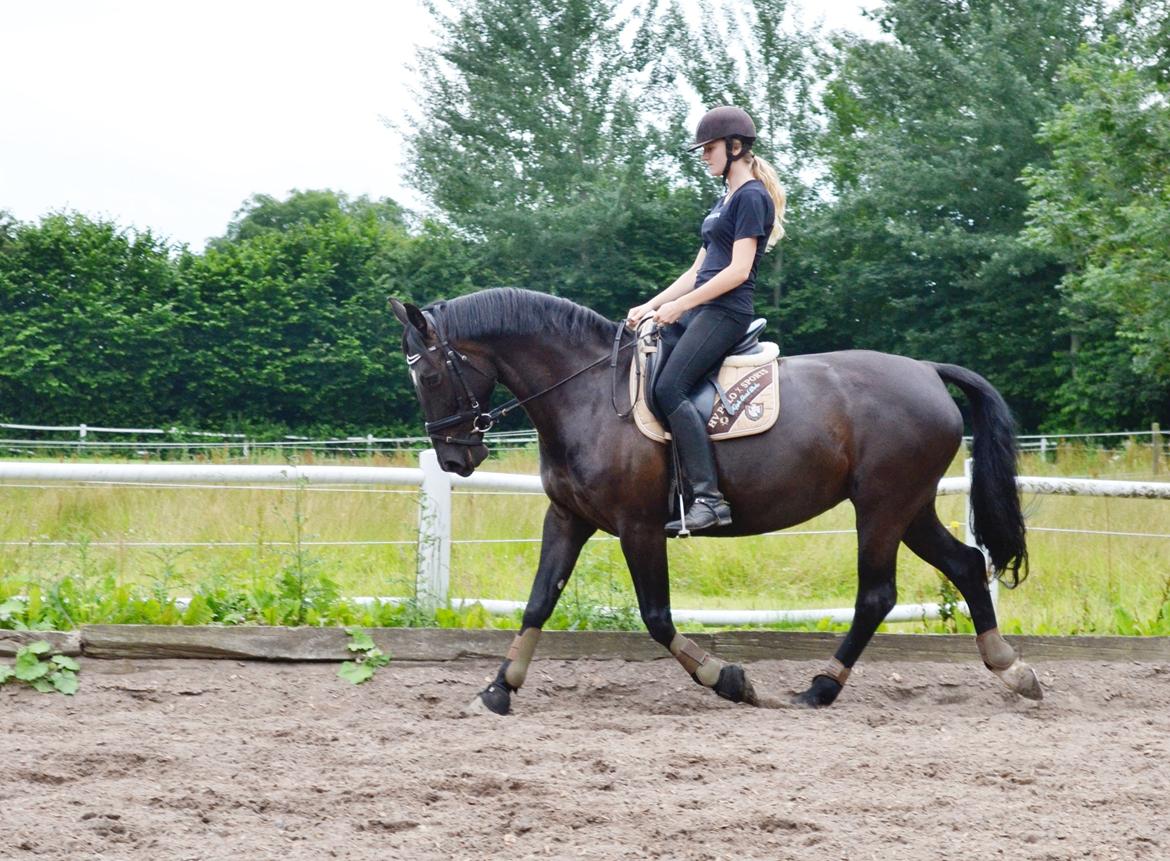 Anden særlig race Lady Gaga billede 15