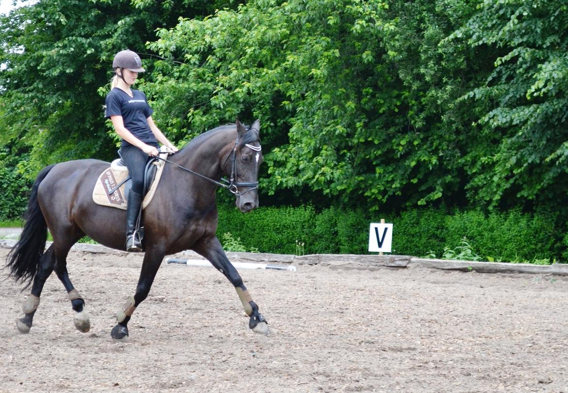 Anden særlig race Lady Gaga billede 16