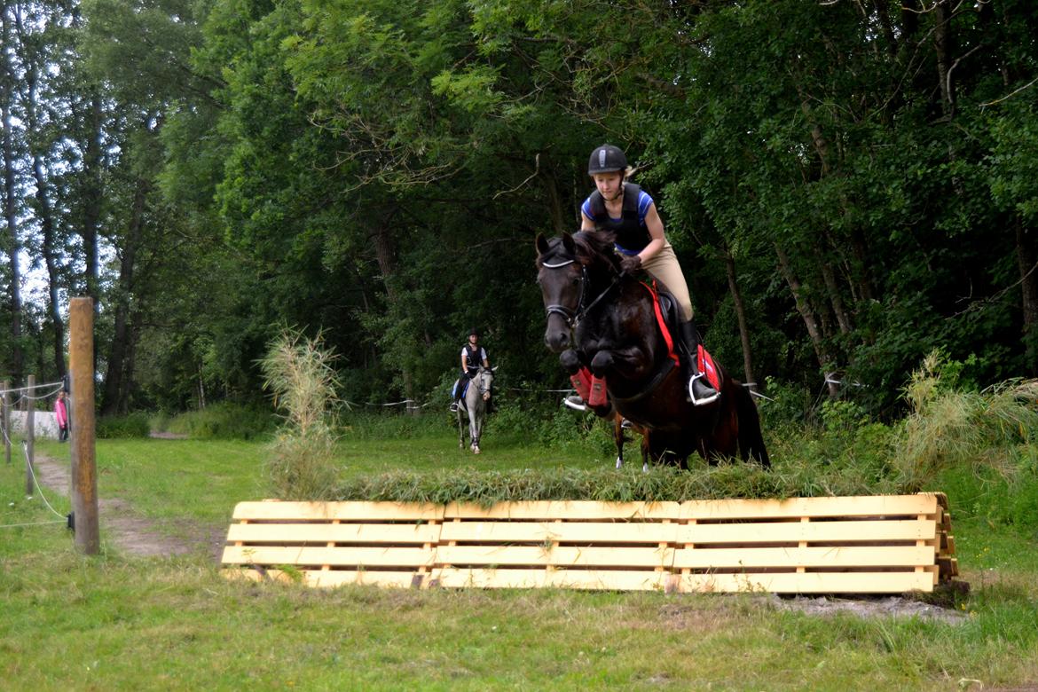 Welsh Partbred (Sec F) Laibek's Olympic - I terrænet:-) billede 12