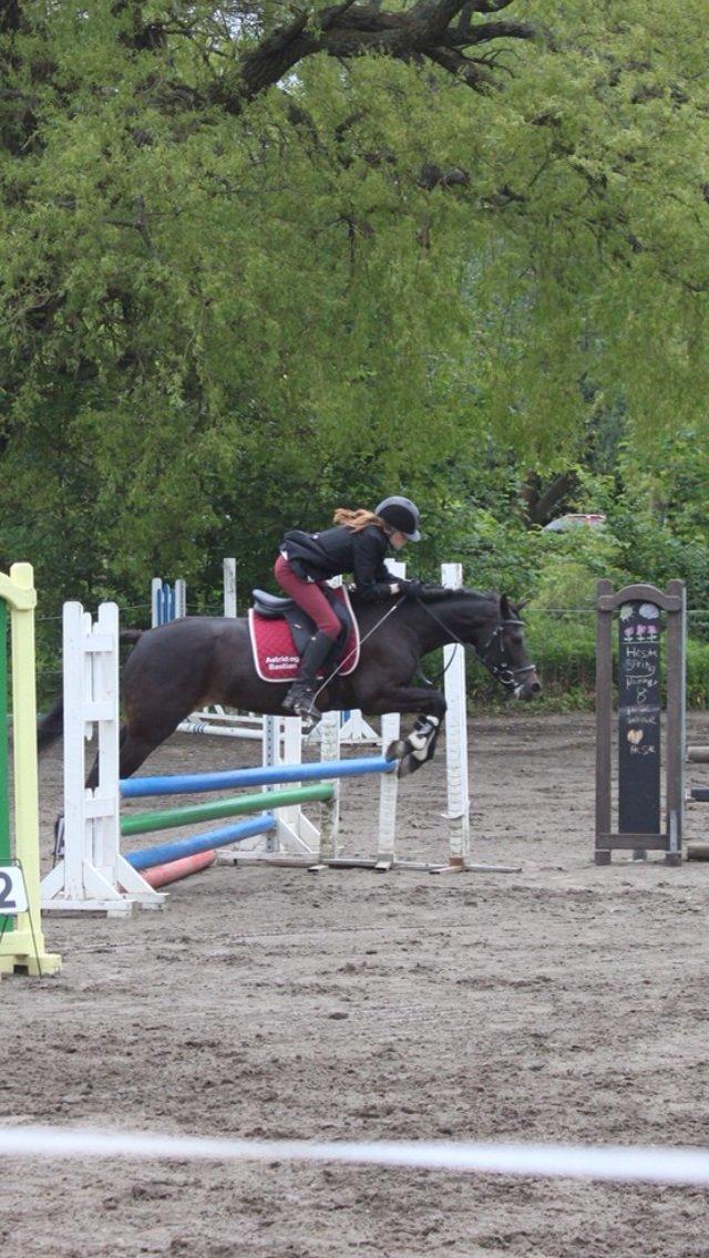 New Forest Løgtholt´s Bastian <3  - love is like a war, easy to start, difficult to stop, and never to forget  billede 14