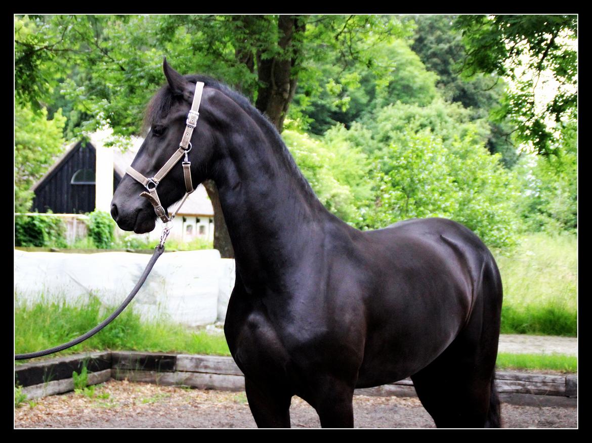 Frieser Max, STER - Juni 2013 billede 16