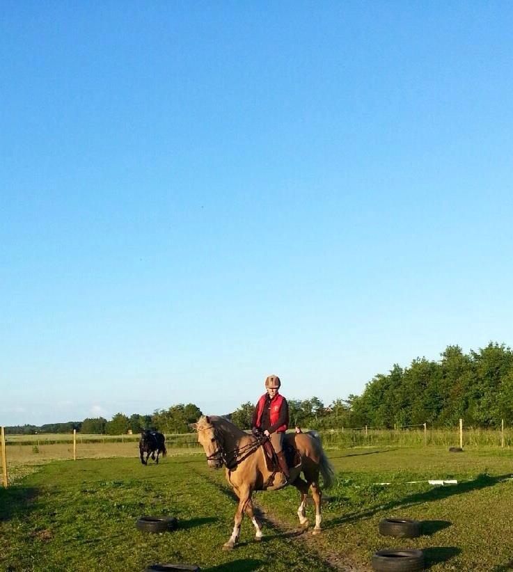 Palomino Lucky Samson - D. 3/7 -2013  billede 2