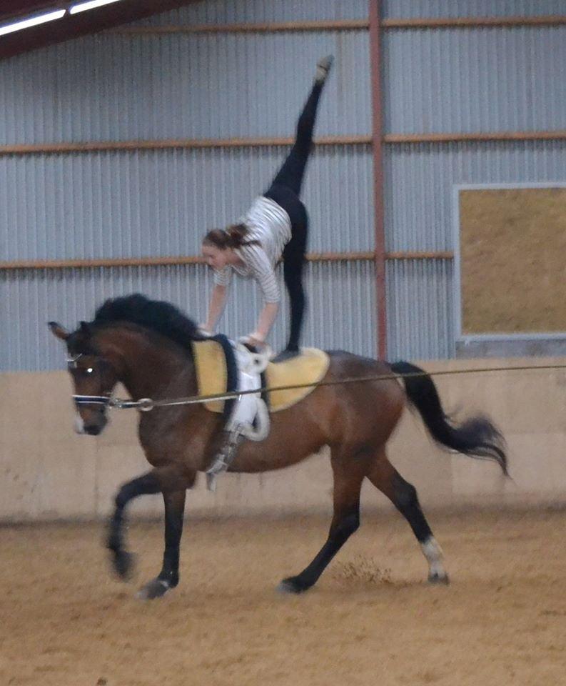 Dansk Varmblod Showmaster Landlyst - Som volti hest.. billede 11