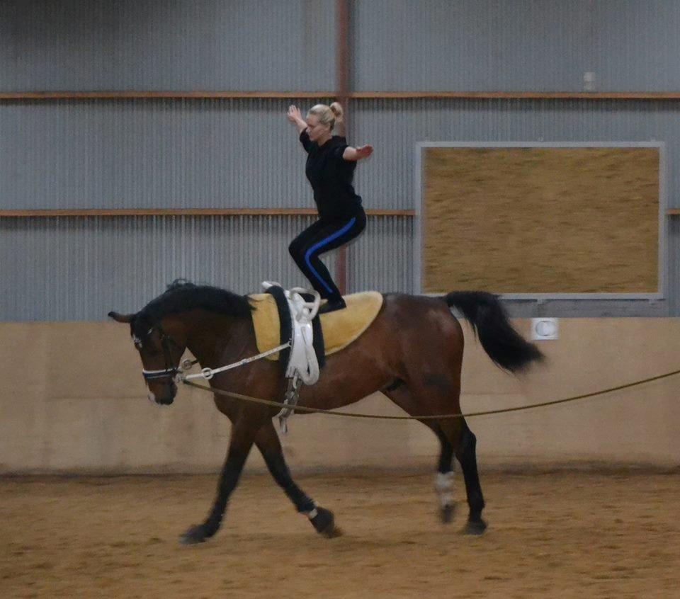Dansk Varmblod Showmaster Landlyst billede 12