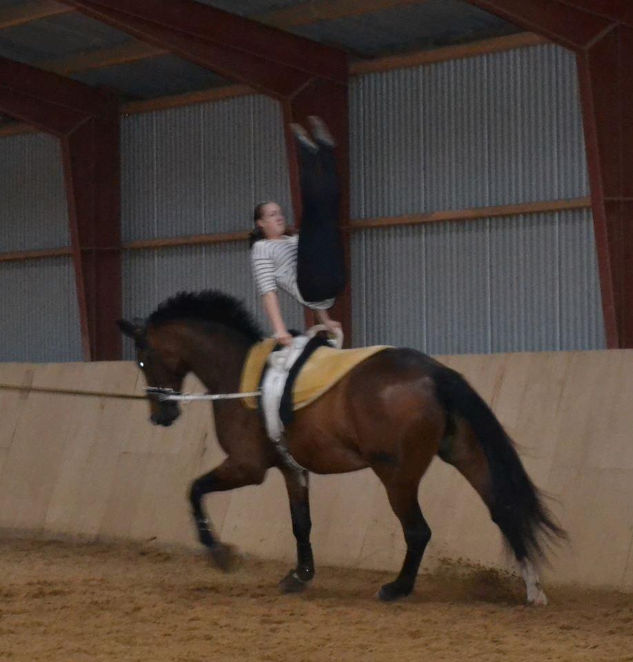 Dansk Varmblod Showmaster Landlyst billede 13