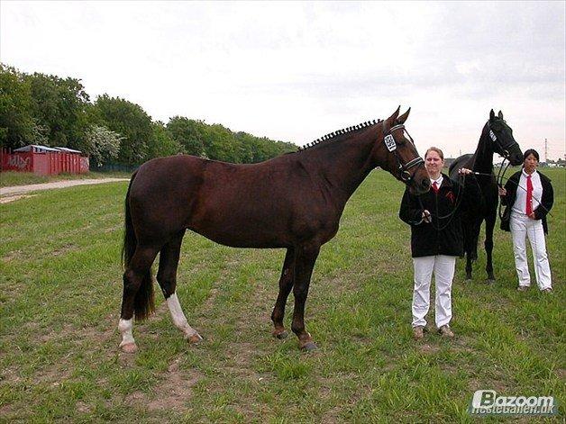 Oldenborg Etasja af Hvarre billede 1
