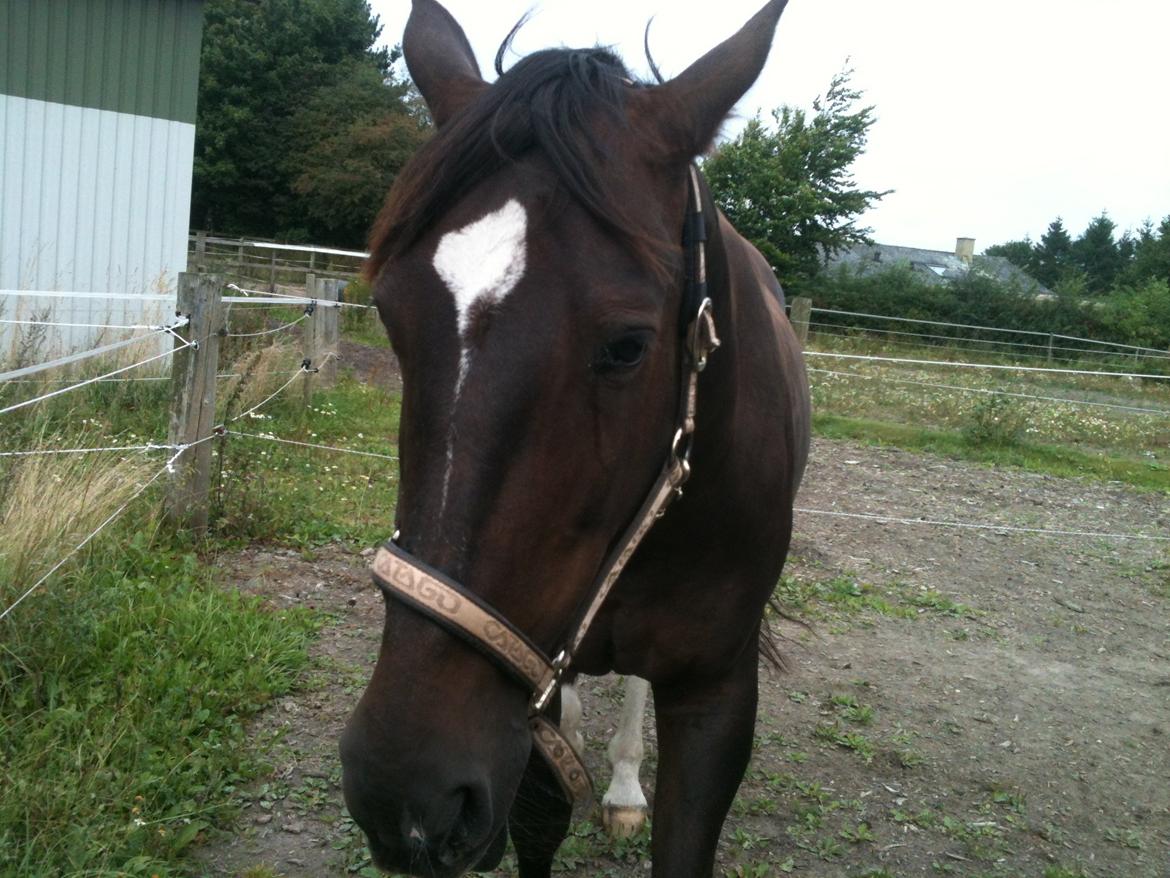 Oldenborg Etasja af Hvarre billede 2