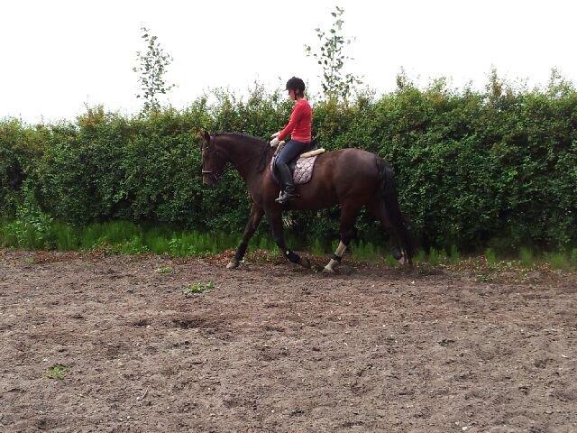 Oldenborg Etasja af Hvarre billede 5