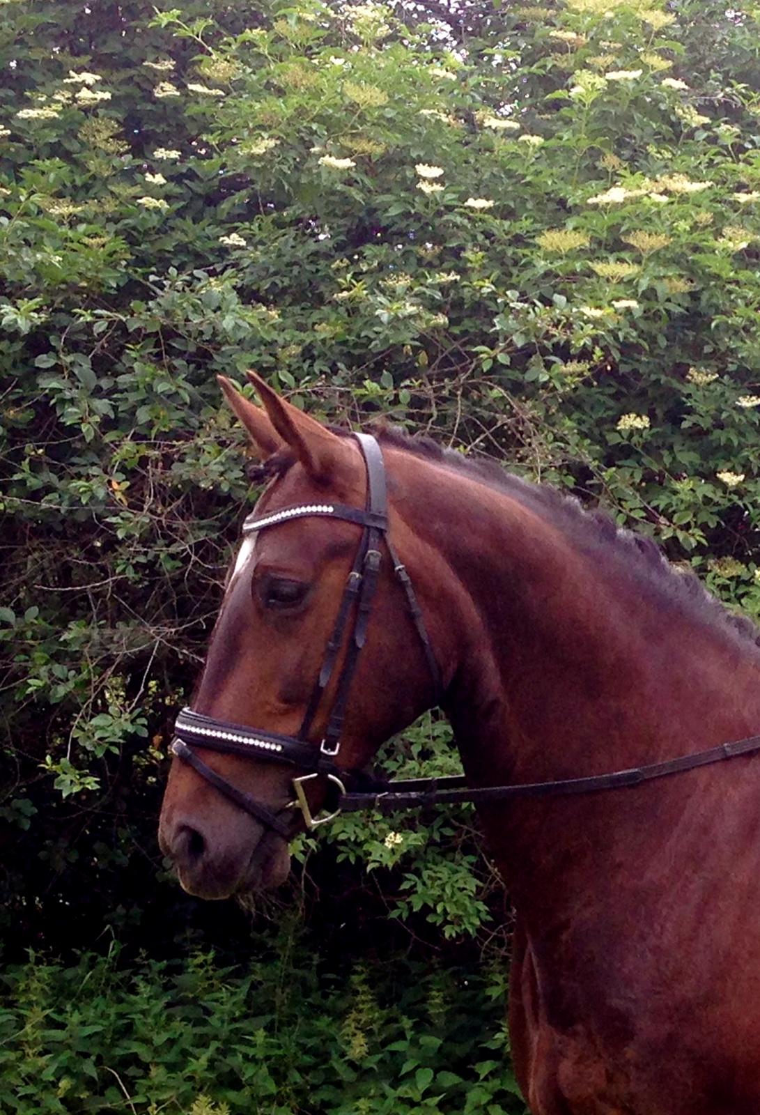 Oldenborg Etasja af Hvarre billede 11