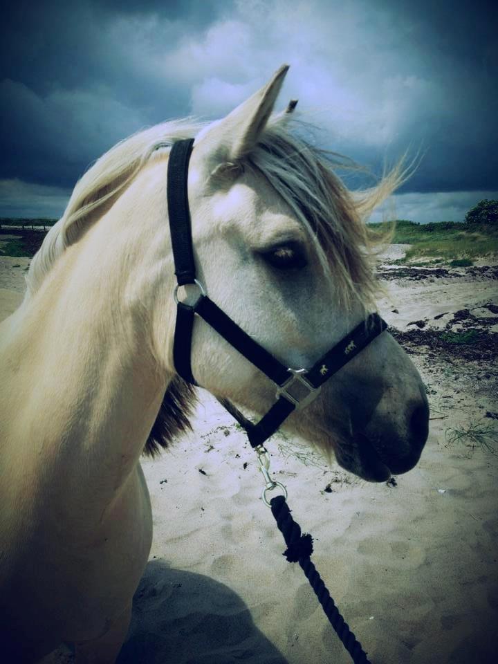 Anden særlig race Klithusets Molly - Molly på stranden, Sommer 2013 billede 10