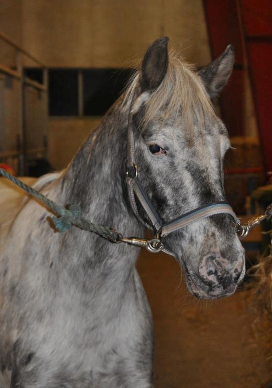 Knabstrupper Wendy |Aka. Lynet <3| - Min lille prinsesse <3 billede 2