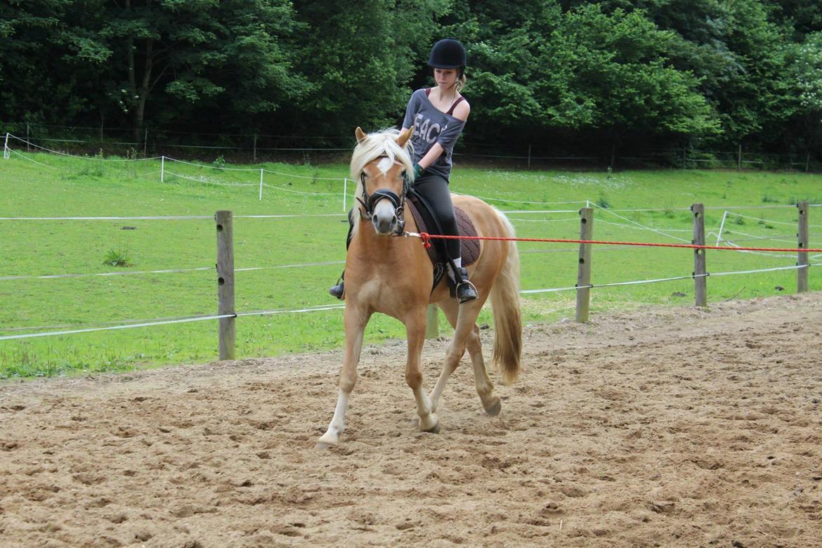 Tyroler Haflinger Fannie af Stenbek - d.4 juli - øvning af trav. :-) billede 16