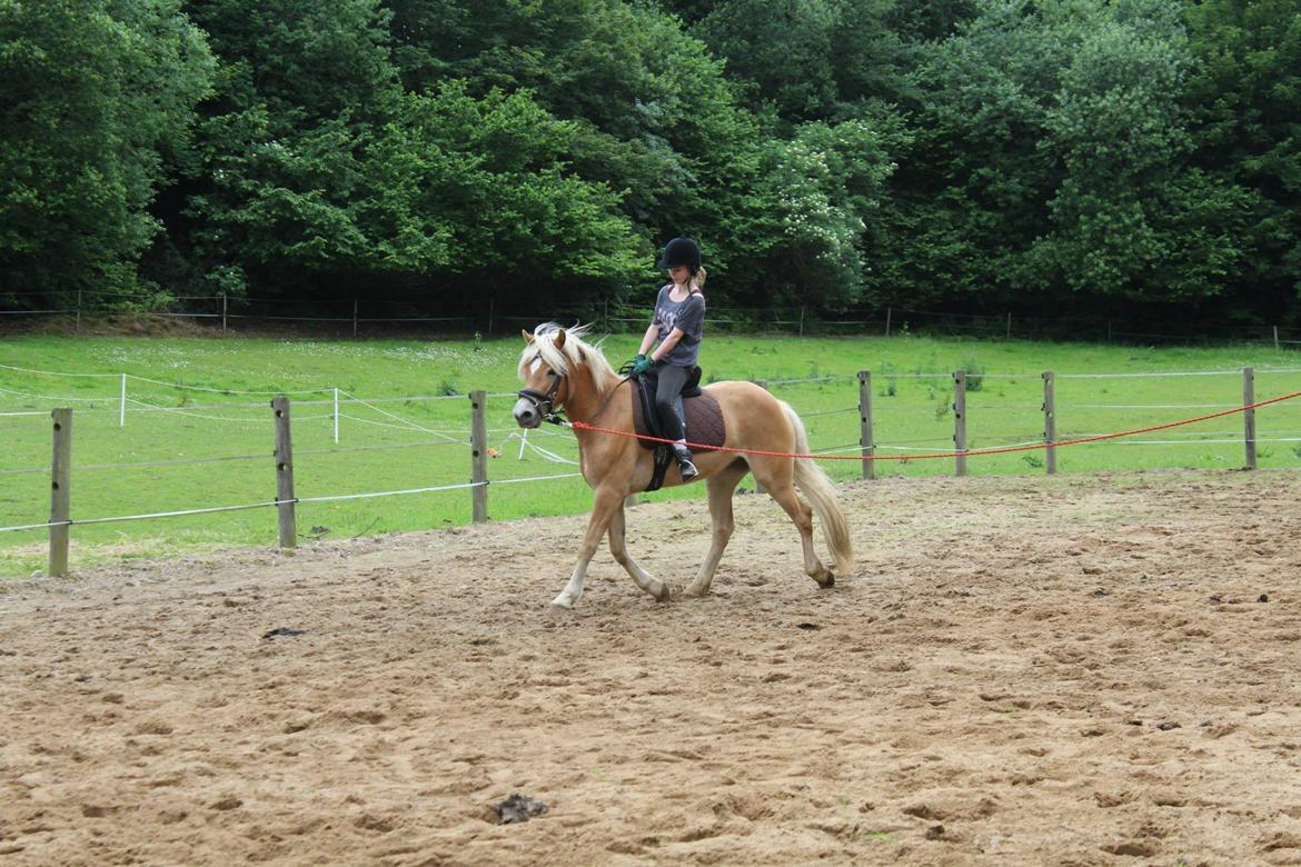 Tyroler Haflinger Fannie af Stenbek billede 17