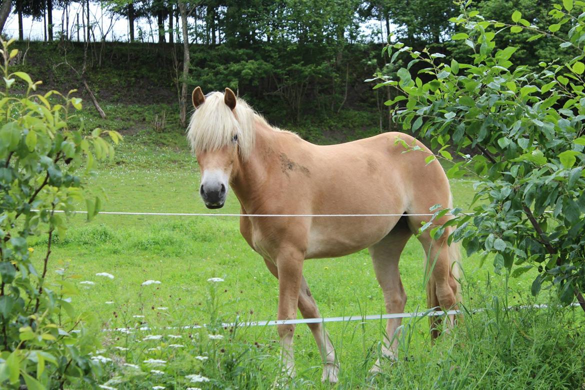 Tyroler Haflinger Fannie af Stenbek billede 18
