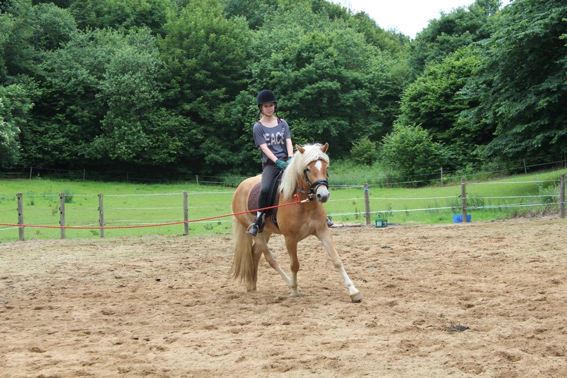 Tyroler Haflinger Fannie af Stenbek billede 19