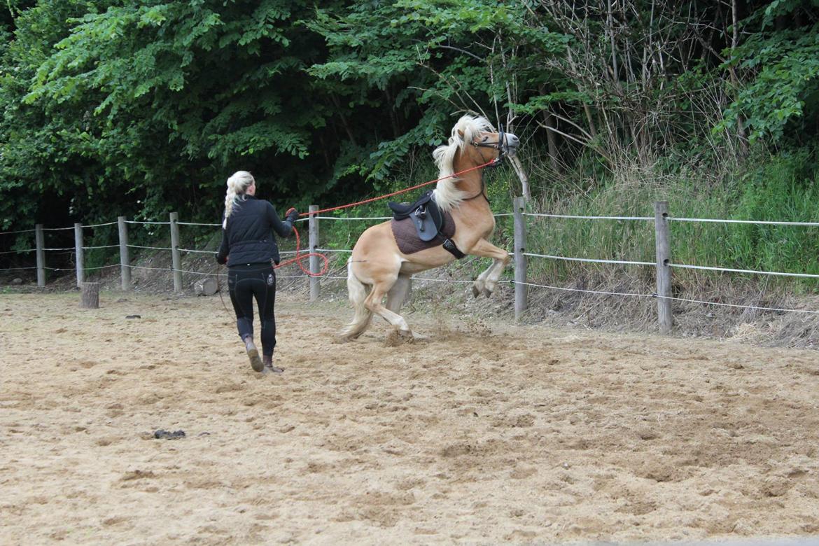 Tyroler Haflinger Fannie af Stenbek - Dette er resultatet af når man ikke gider mere, og er stædig istedet for. ;-) billede 20
