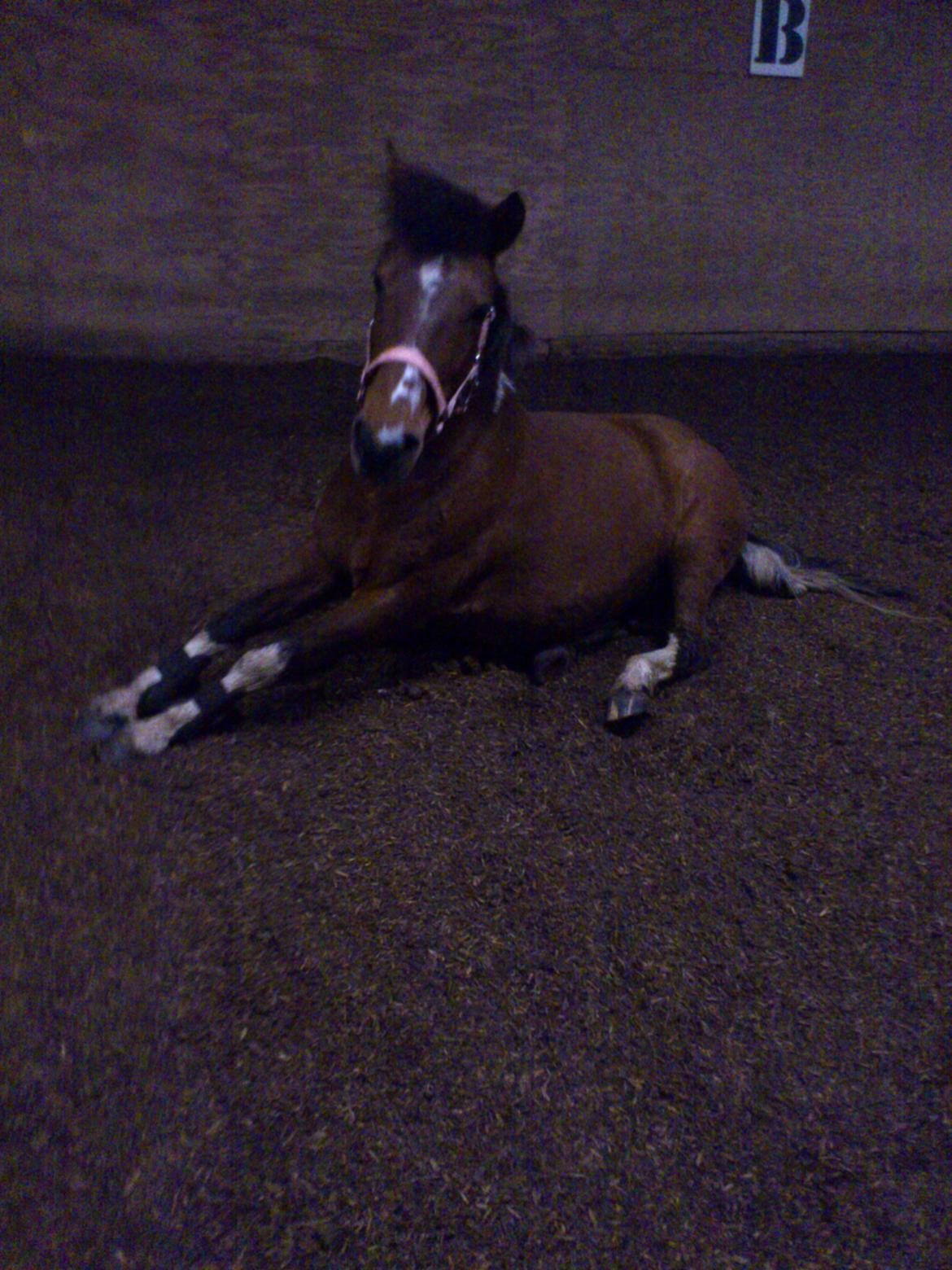 Anden særlig race Frig billede 5