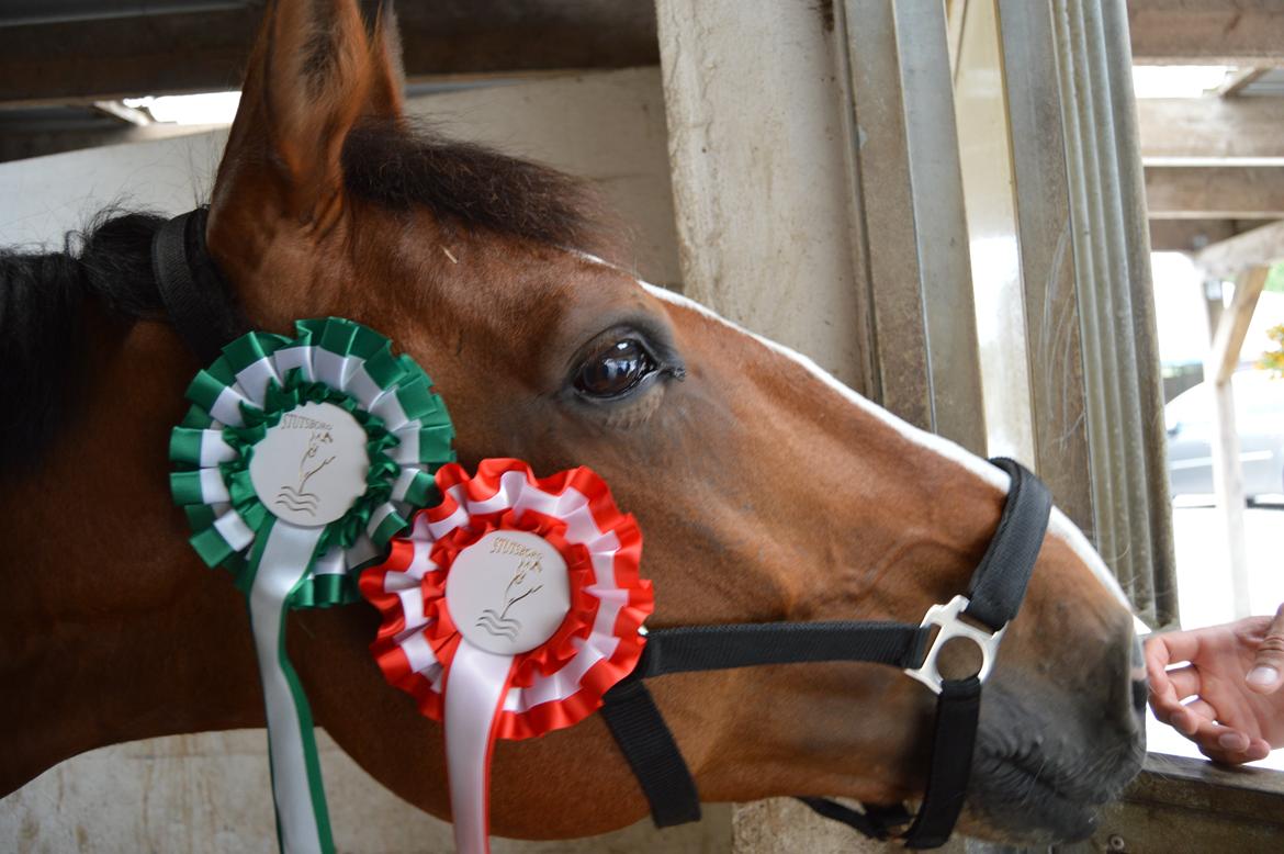 Holstener Armageddon - Han er så dygtig! billede 5