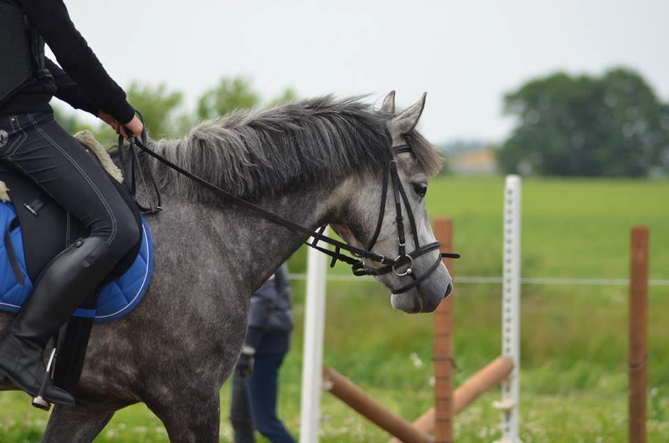 New Forest | Cavallino | billede 6