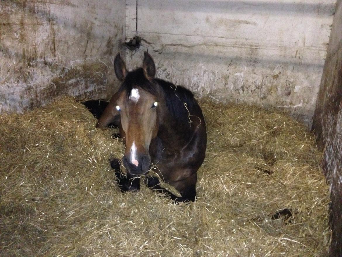 Tysk Varmblod Ak's Crispy - Lille musse, træt efter den lange køretur fra Tyskland til Danmark :-) d. 16/6 billede 20
