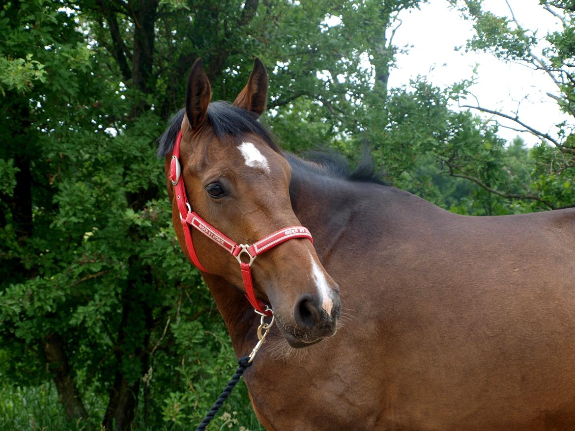 Tysk Varmblod Ak's Crispy - Smukke lille hest :-) billede 11