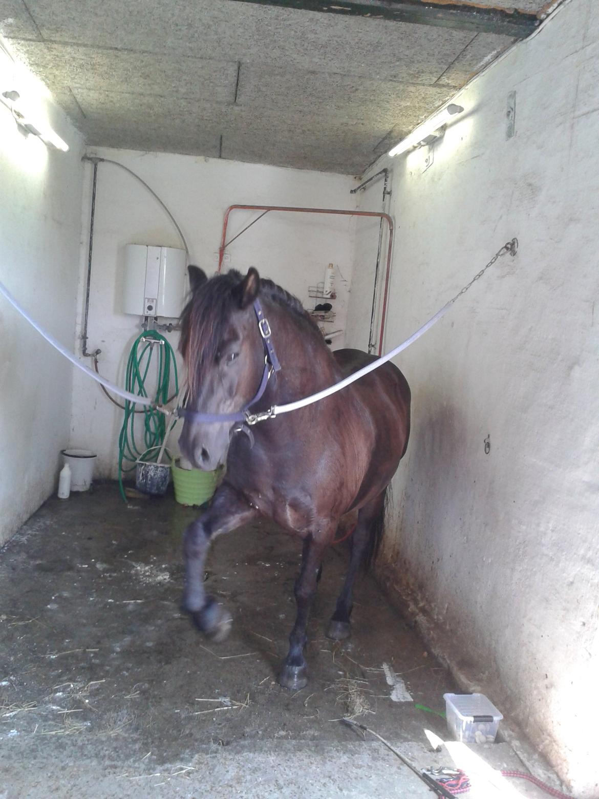 Islænder Svartur billede 8