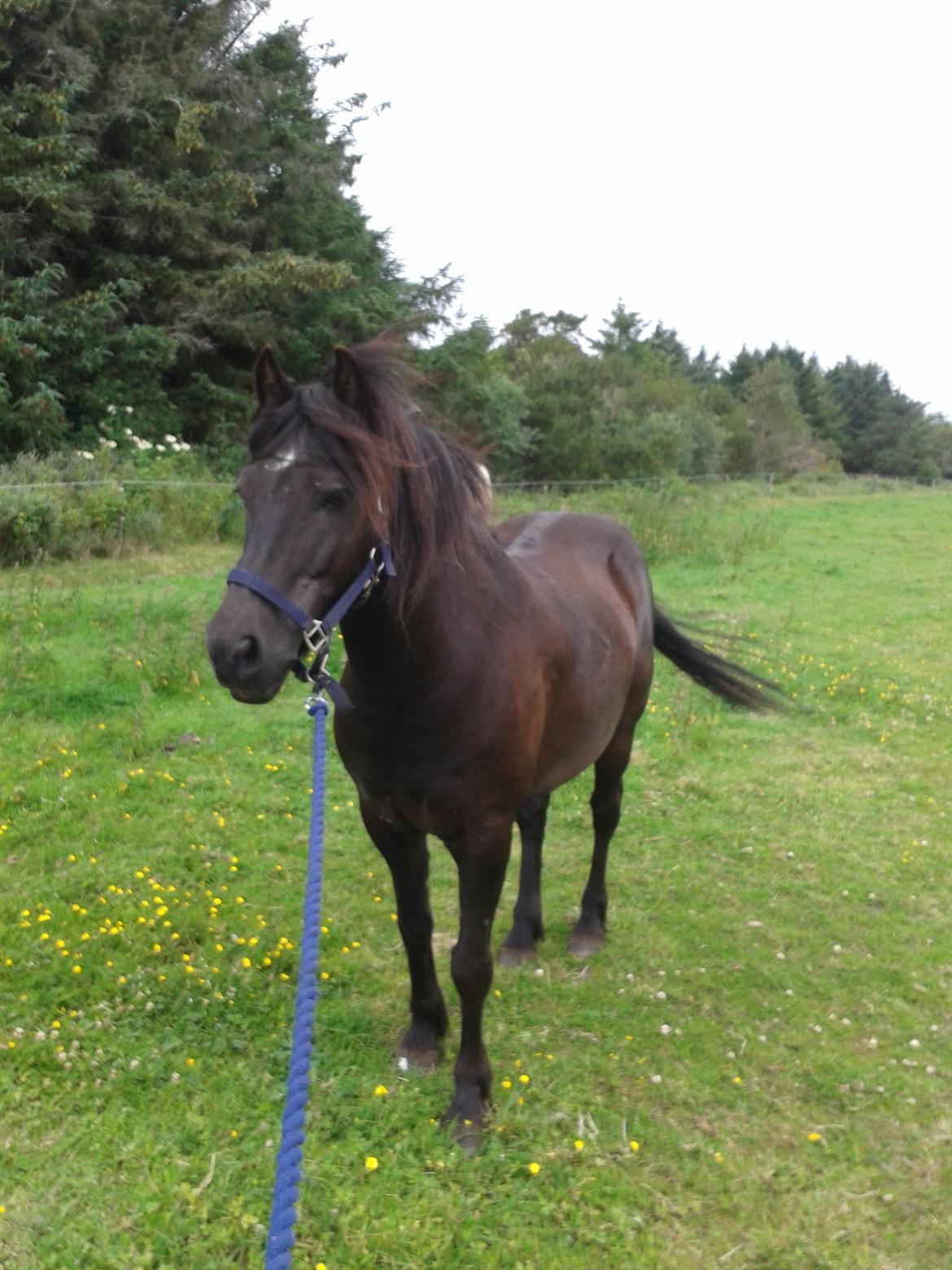 Islænder Svartur billede 9