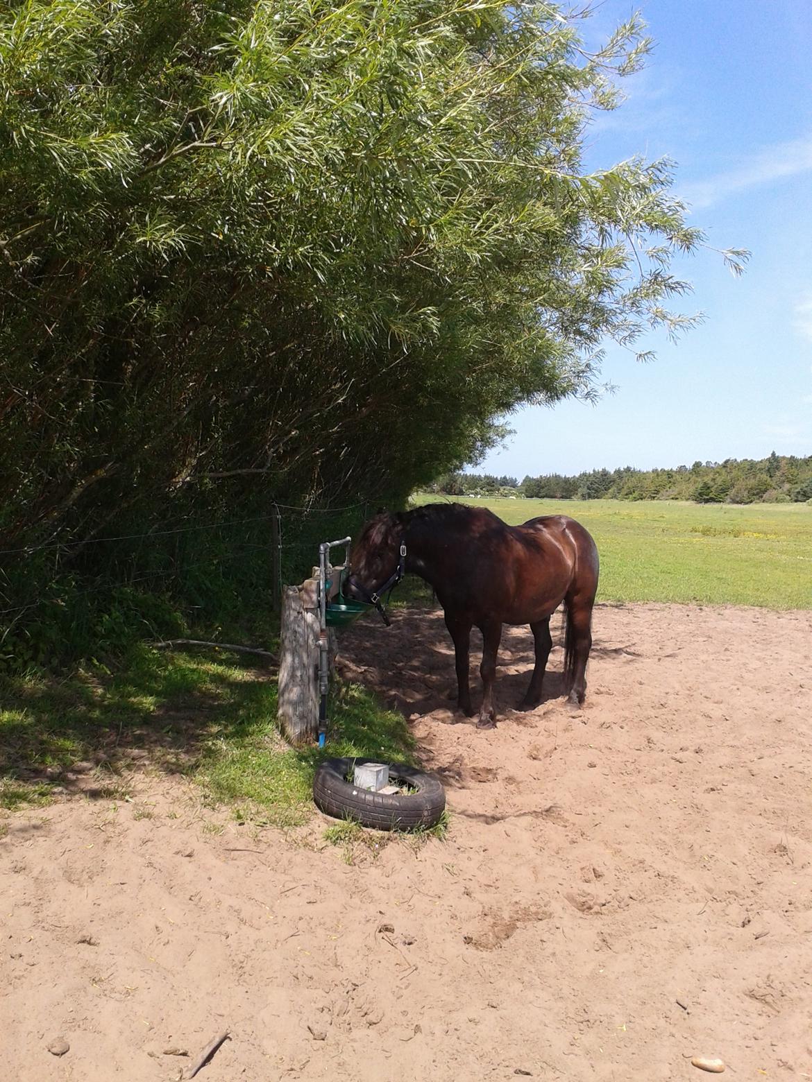 Islænder Svartur billede 10