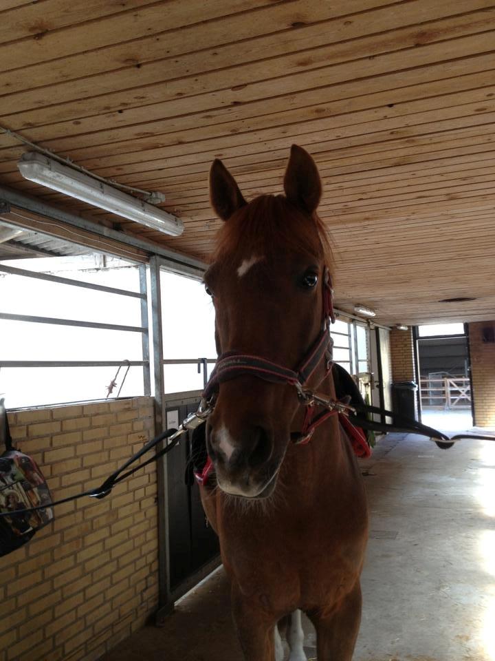 Tysk Sportspony Darling billede 6