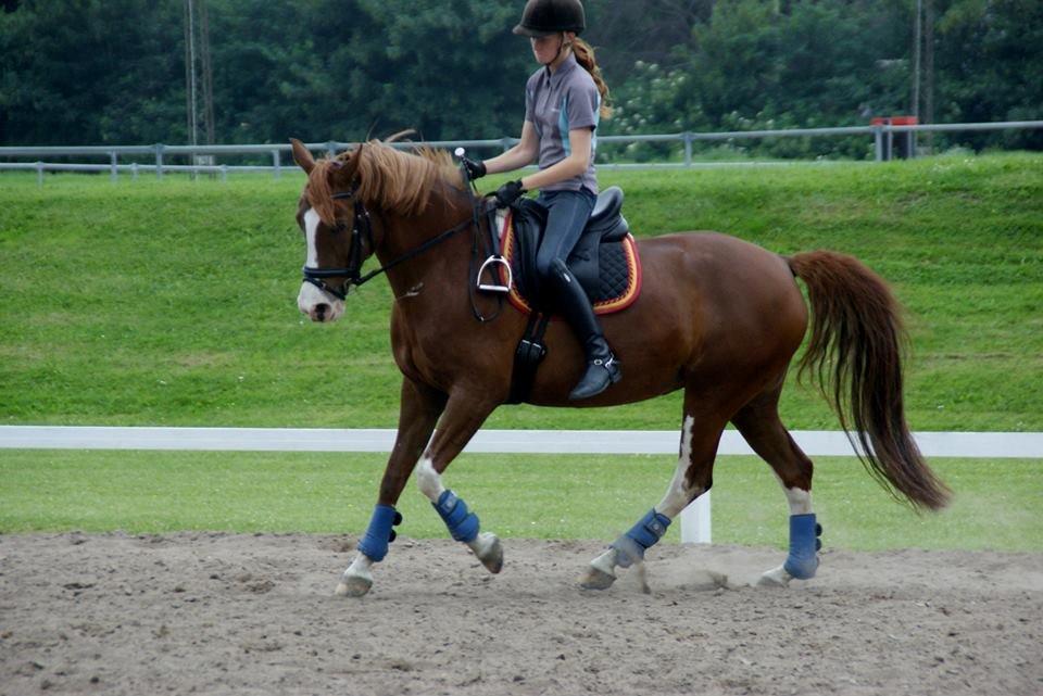 DSP Burton´s Baya<3 billede 9