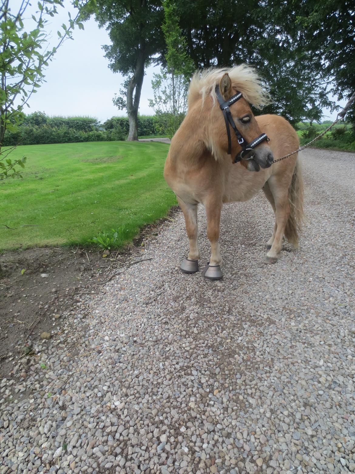 Shetlænder Bøgeskovs Walentino billede 14