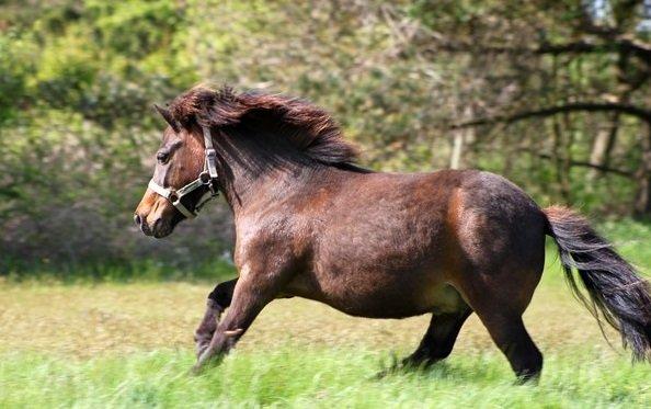 Shetlænder Sofus - Jeg har lånt dette billede af min lillesøster, da hun helt bestemt har de bedste billeder af ham! :) Foto: Sille billede 8