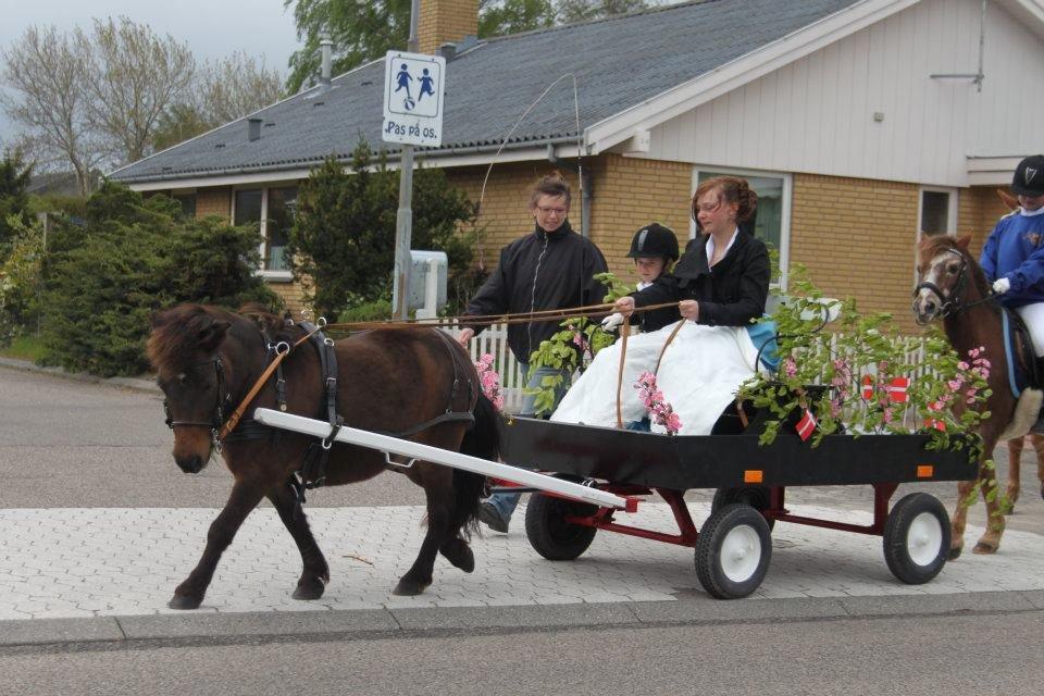 Shetlænder Sofus - Sofus for vogn ved min søsters konfirmation, hvor hun selv kørte ham hjem! billede 9
