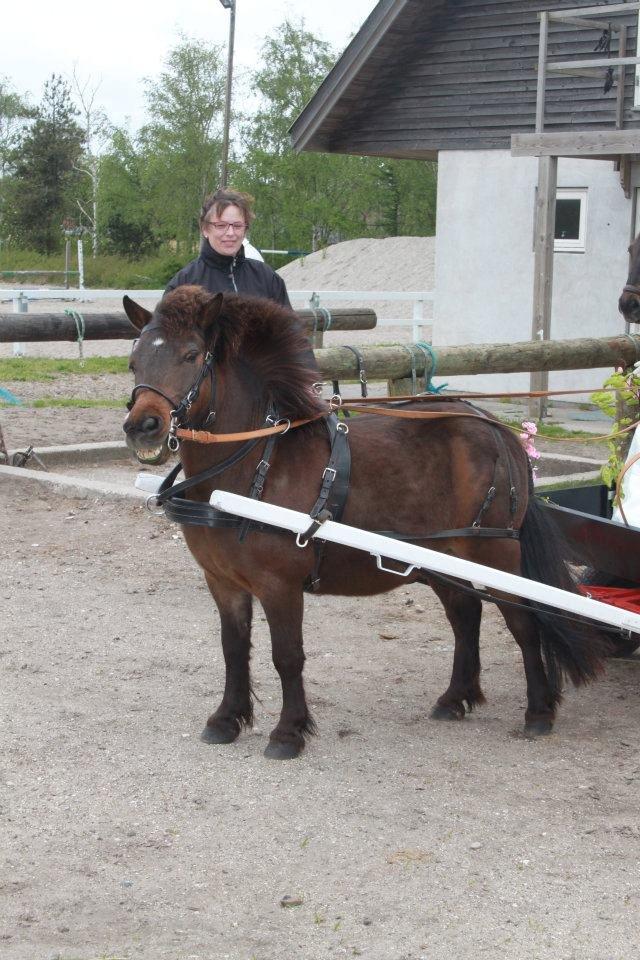 Shetlænder Sofus - Charmetrolden i godt humør, og klar på et konfirmationsoptog! billede 10