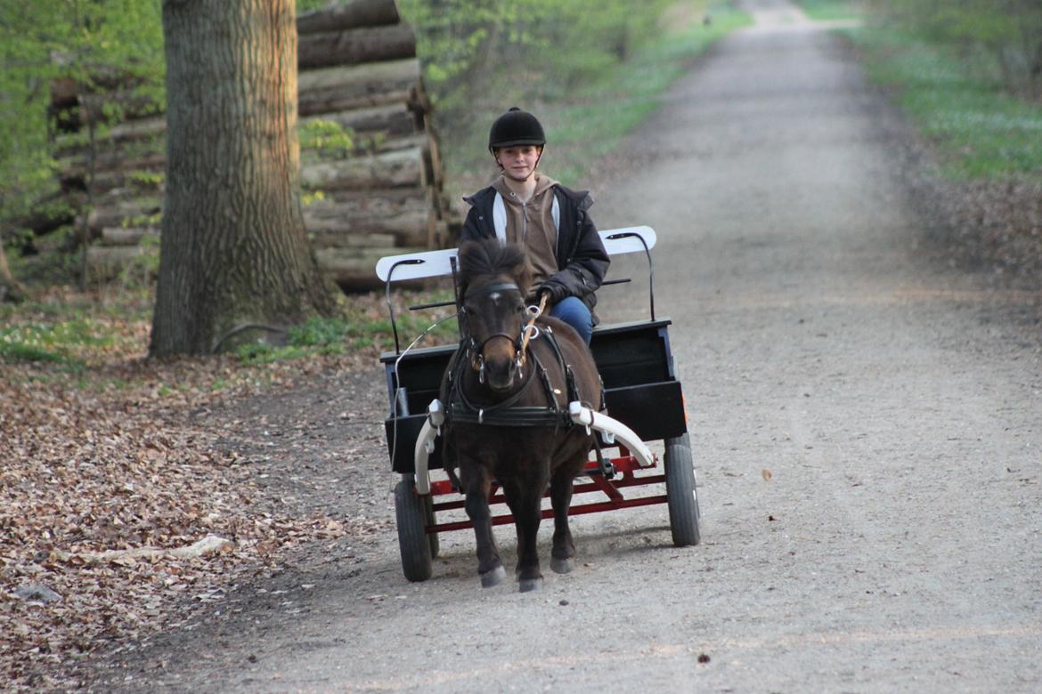 Shetlænder Sofus - Sofus på tur i Brødemoseskov, efter vi købte ham "tilbage" :) billede 13