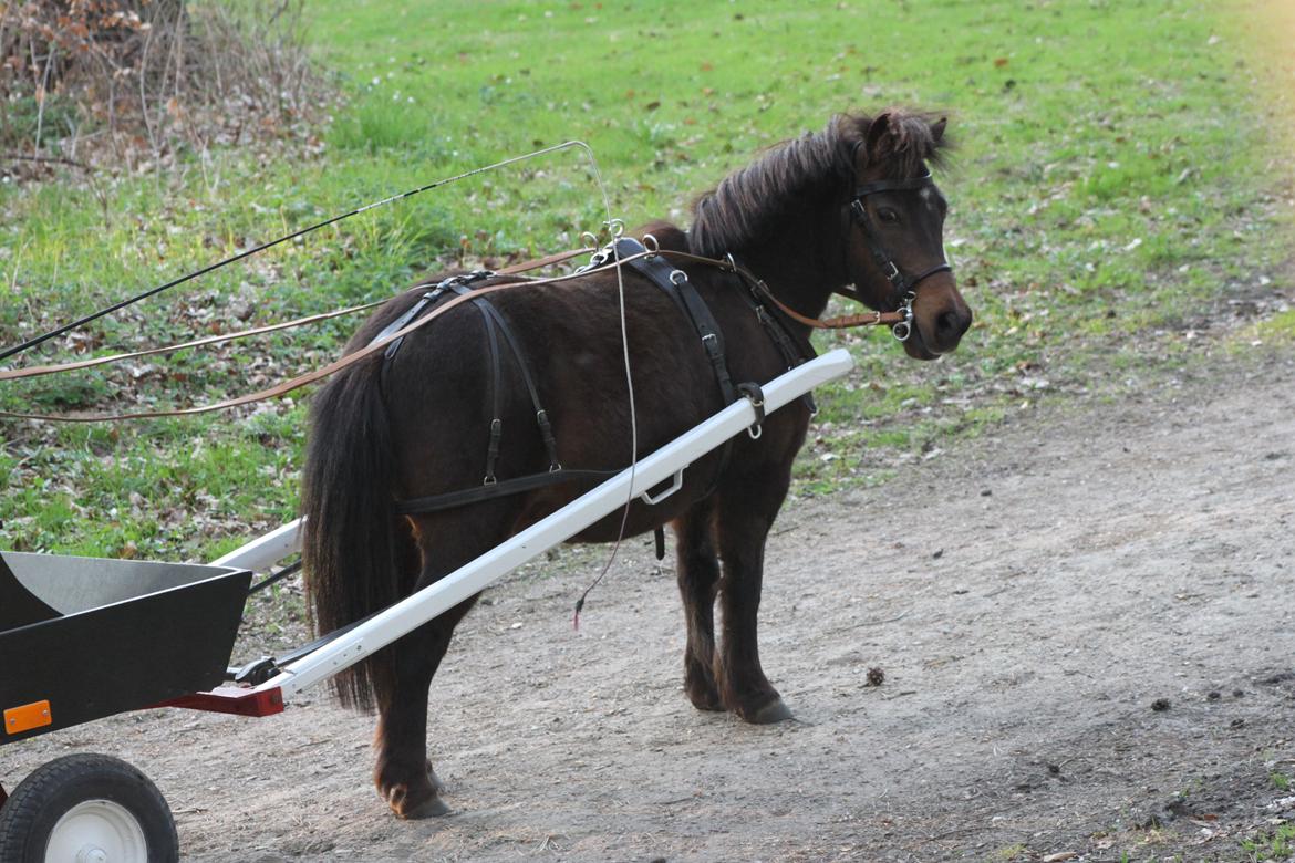 Shetlænder Sofus - Parade for vogn i skoven, efter vi købte ham "tilbage" :) billede 15