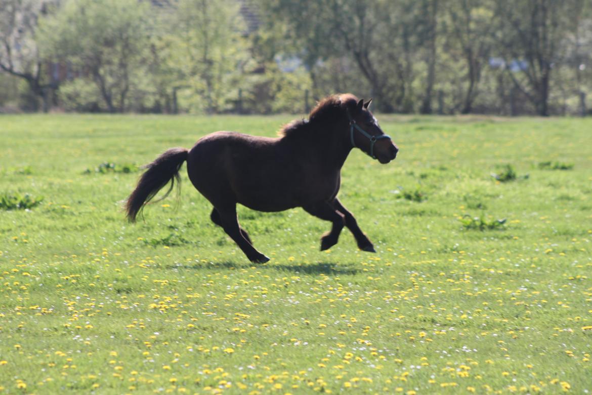 Shetlænder Sofus - Sofus bliver lukket på sommergræs, sommer '13 billede 16