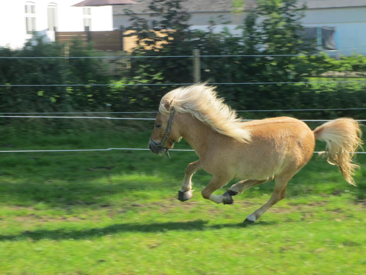 Shetlænder Bøgeskovs Walentino billede 3