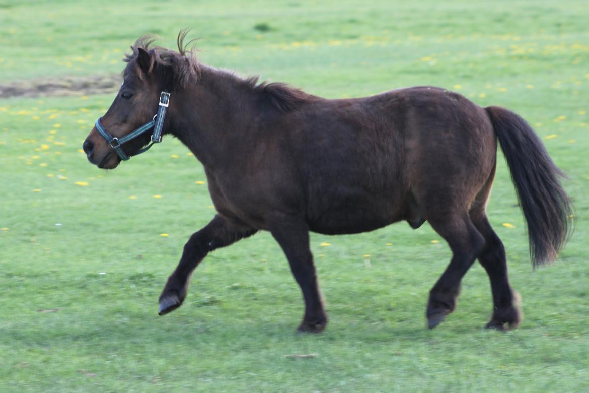 Shetlænder Sofus - Sommer '13 billede 18