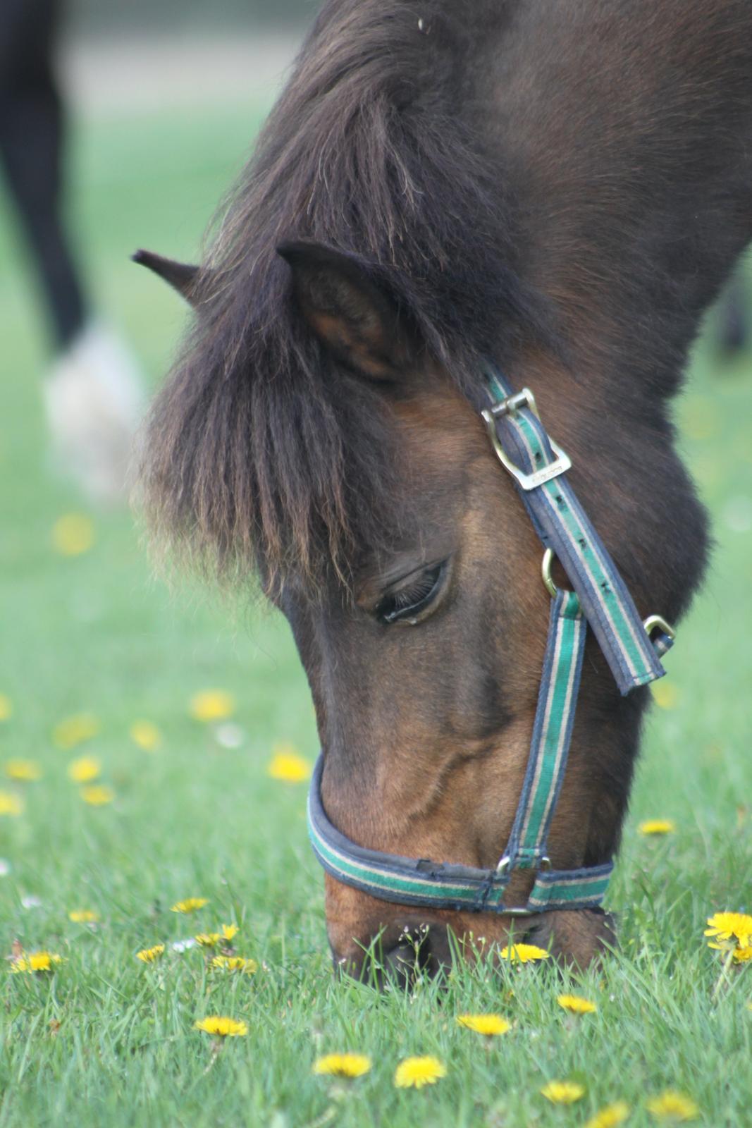 Shetlænder Sofus - Sommer '13 billede 20