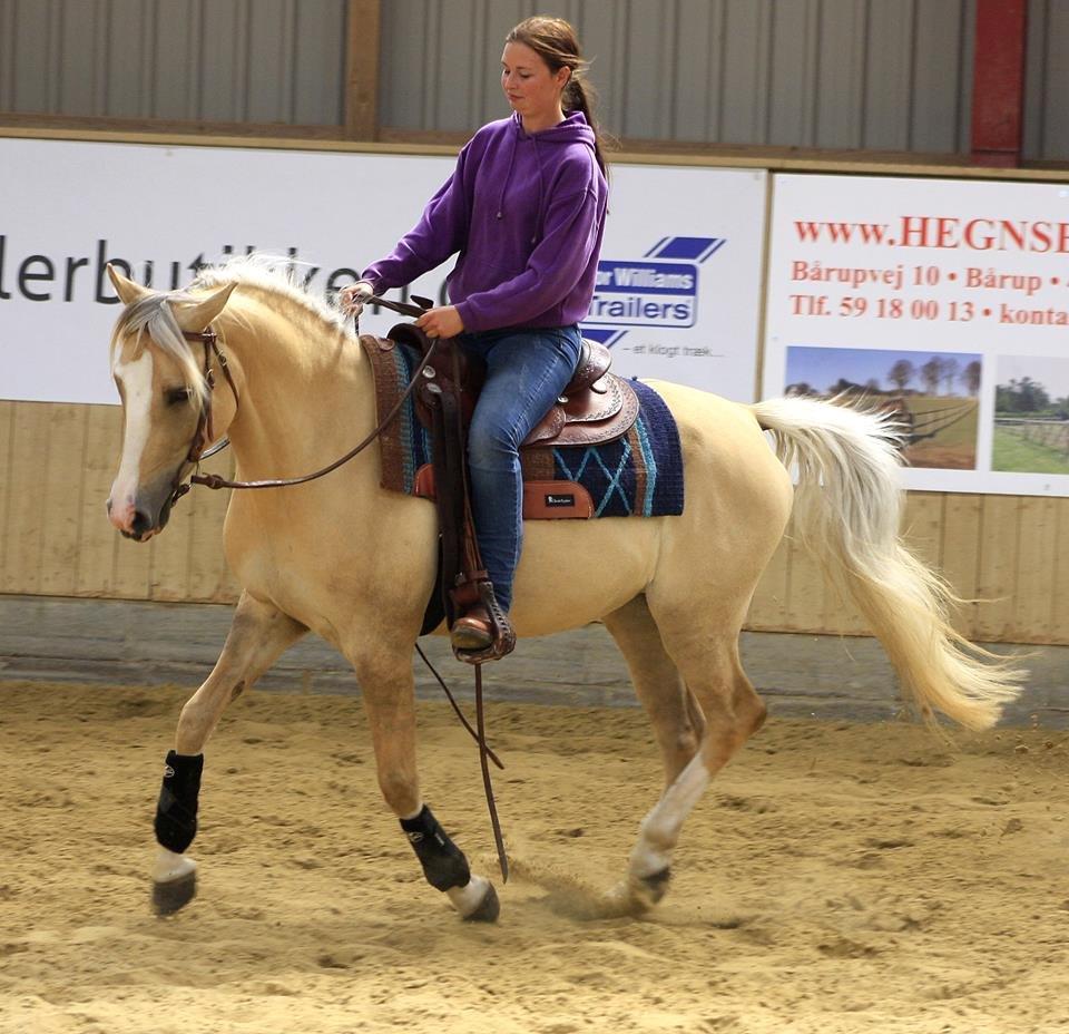 Palomino Golden candy - A horse is a poetry in motion. billede 17