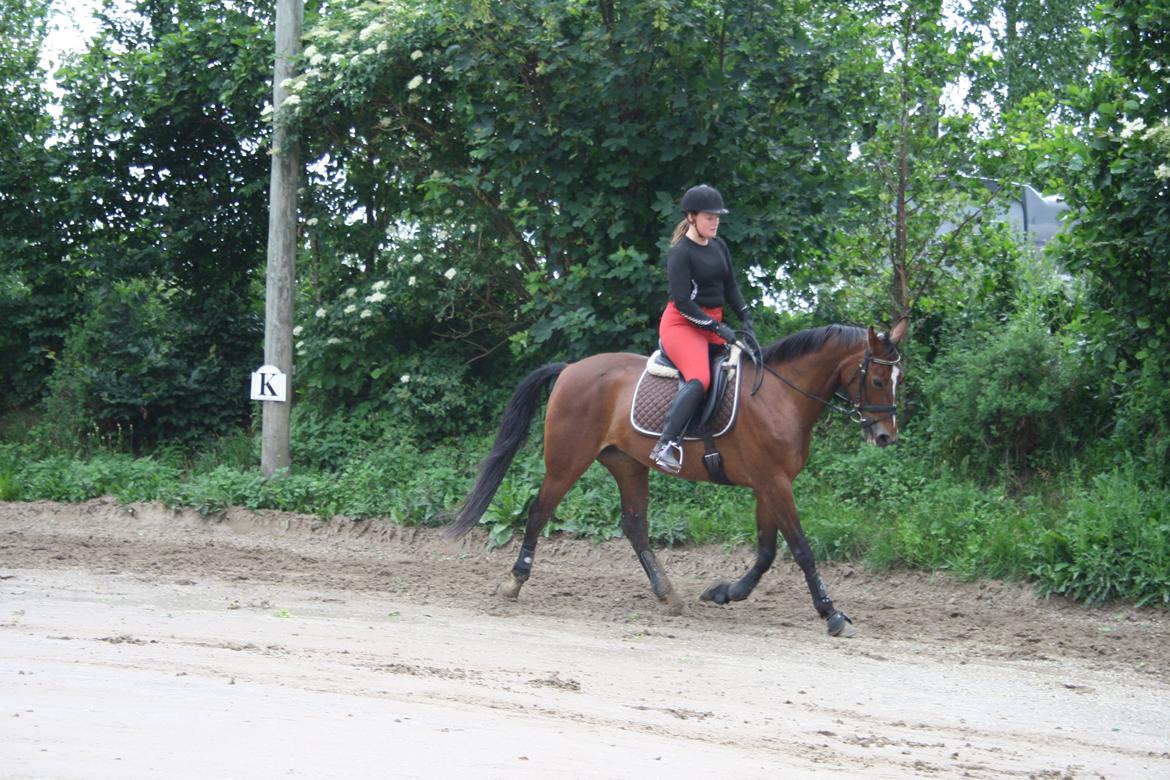 Anden særlig race Lady <3 [MIN SKØNHED] - Dressur hest ! :D Fin trav! billede 13