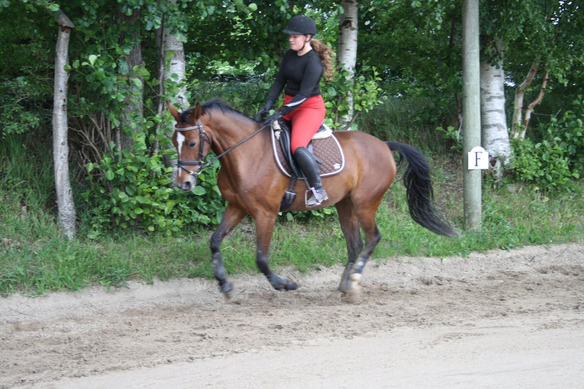 Anden særlig race Lady <3 [MIN SKØNHED] - Dressur hest :D . Vi har arbejdet meget på vores gallop. Men den er ved at være godt på plads (: billede 14
