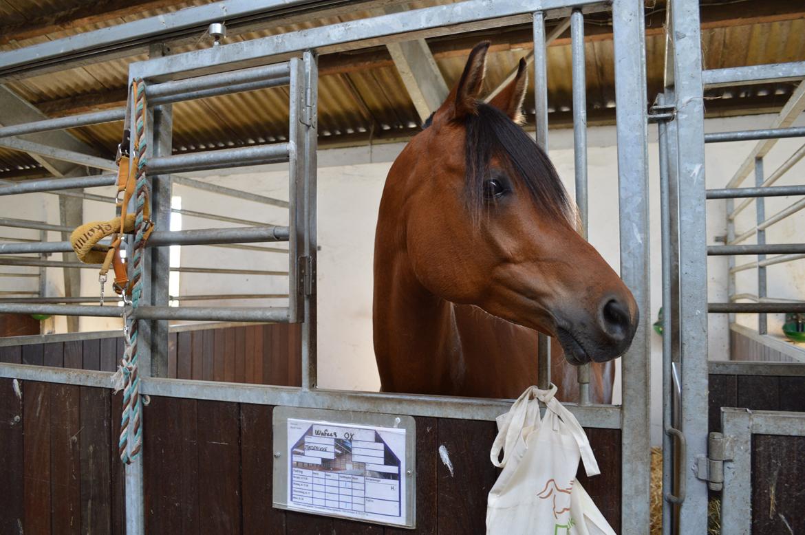 Arabisk fuldblod (OX) Wafeeq OX billede 17