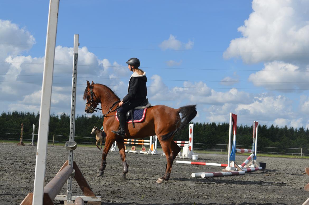 Arabisk fuldblod (OX) Wafeeq OX billede 16