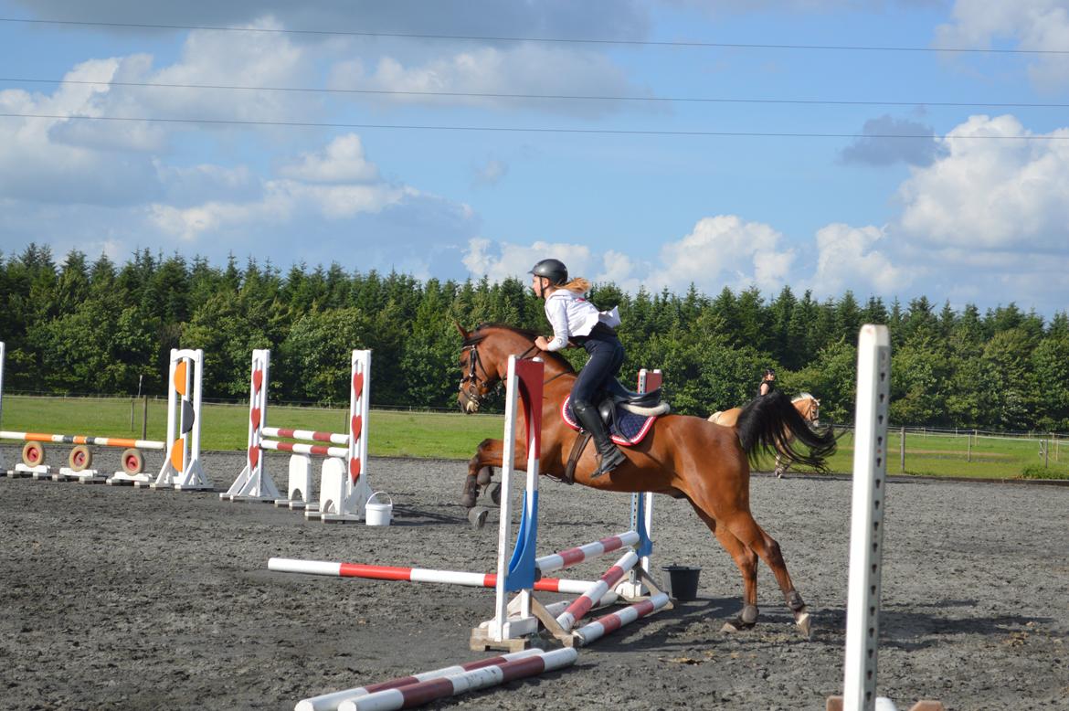 Arabisk fuldblod (OX) Wafeeq OX billede 5