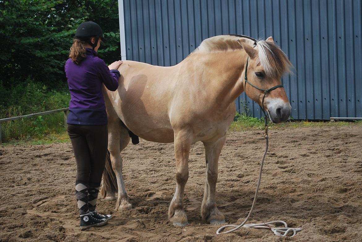 Fjordhest Farmens Elliot billede 7