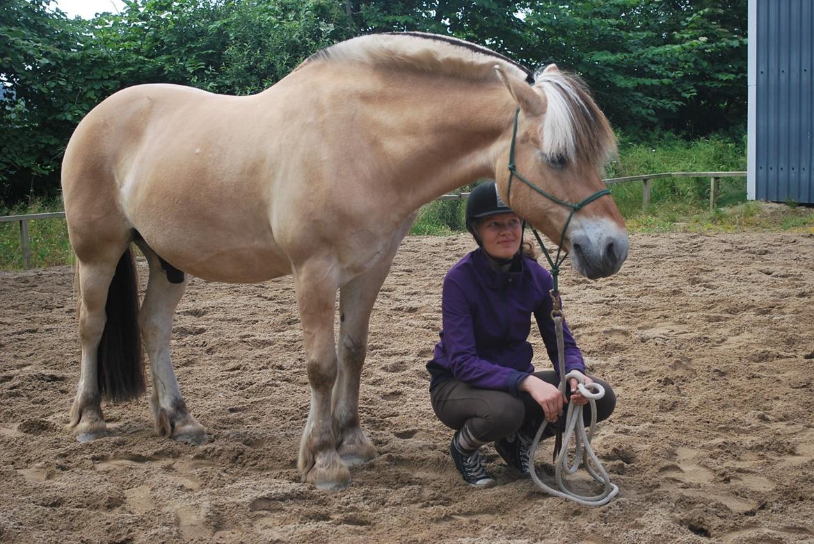 Fjordhest Farmens Elliot billede 17